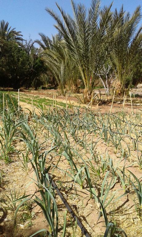 Kasbah Berbere Ouriz Ξενοδοχείο Agdz Εξωτερικό φωτογραφία